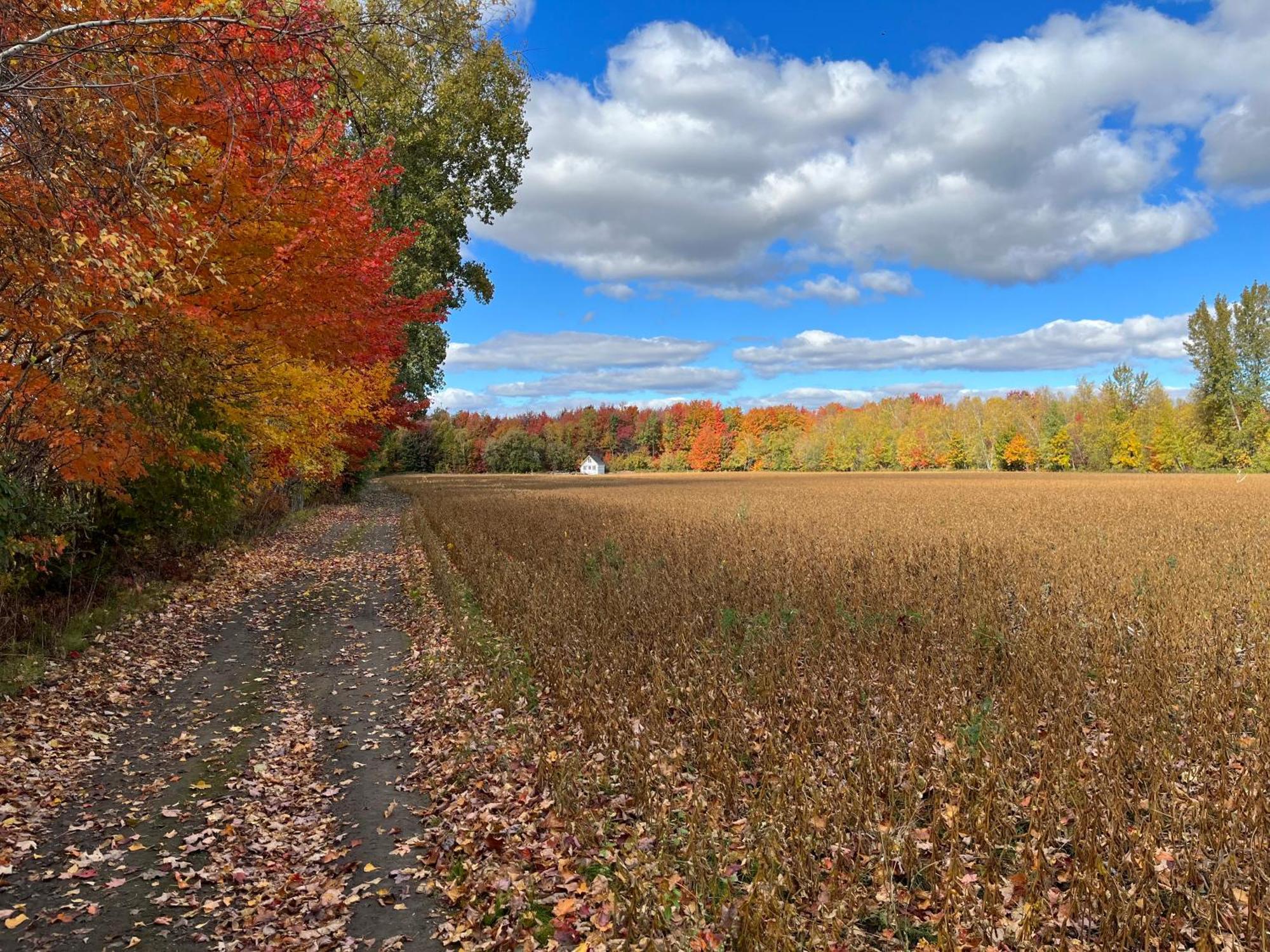 La Ruee Vers L'Orge Appartement Trois-Rivières Buitenkant foto